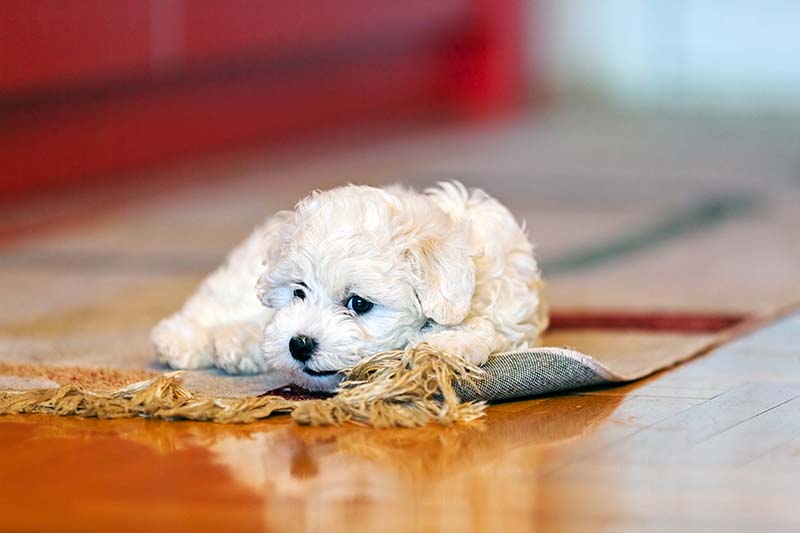 rug professionally cleaned pet urine stains