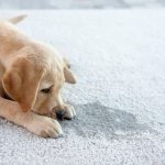 pet stains